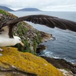 Albatross America Inc