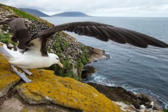 Albatross America Inc