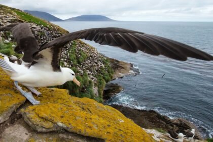 Albatross America Inc
