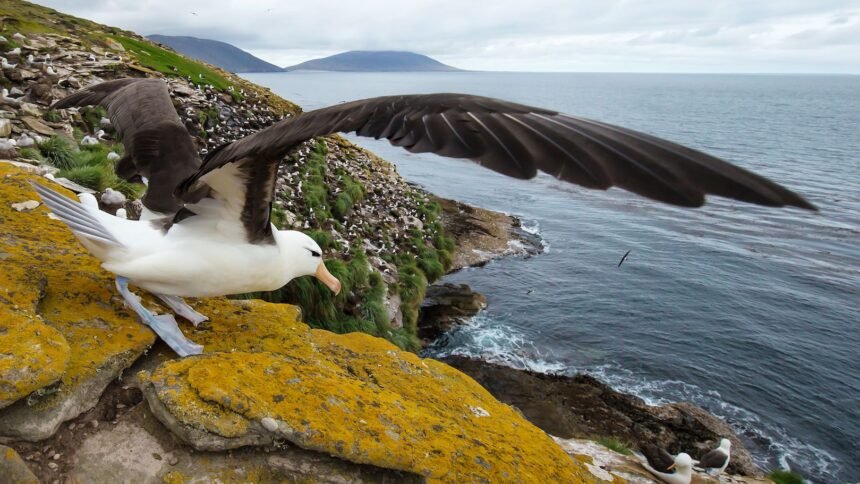 Albatross America Inc