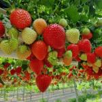 Hydroponic Strawberries
