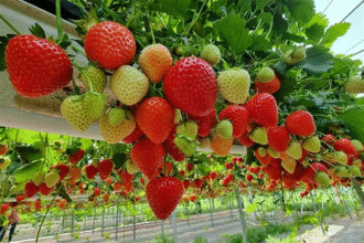 Hydroponic Strawberries