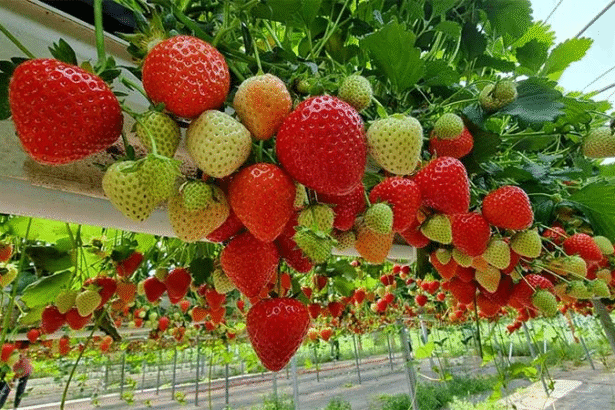 Hydroponic Strawberries