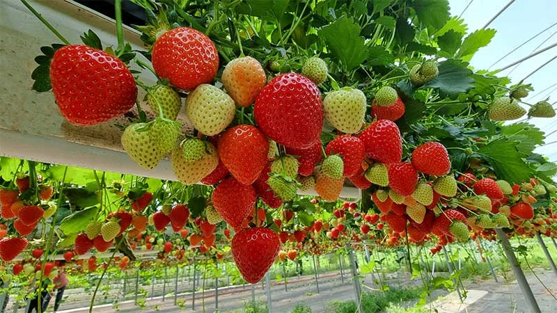 Hydroponic Strawberries