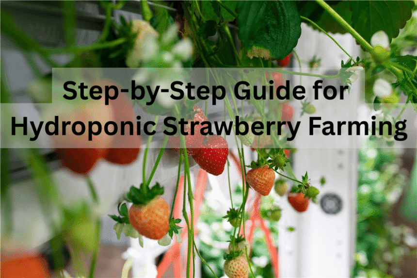 What Are Hydroponic Strawberries