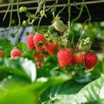 Hydroponic Strawberries