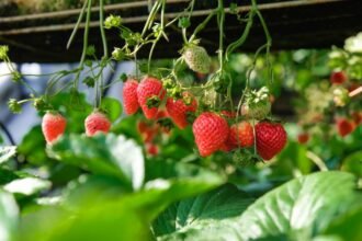 Hydroponic Strawberries
