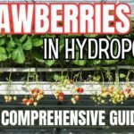 Hydroponic Strawberry