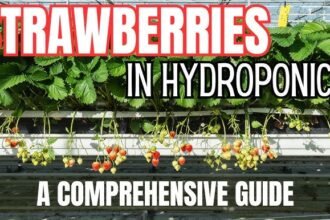 Hydroponic Strawberry