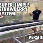 Hydroponic Strawberry System