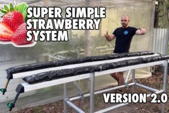 Hydroponic Strawberry System