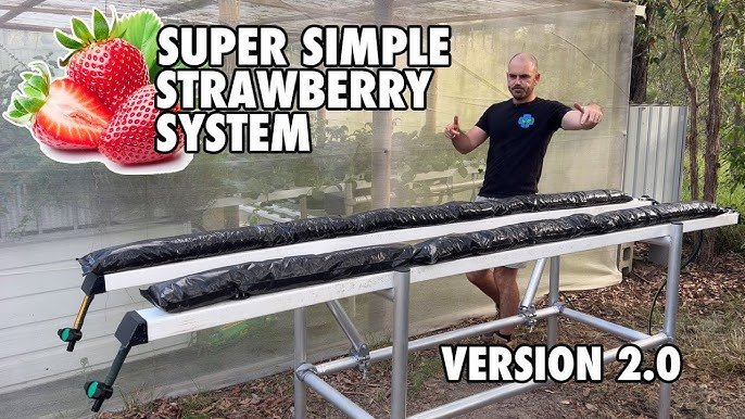 Hydroponic Strawberry System