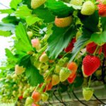 Hydroponic Strawberries
