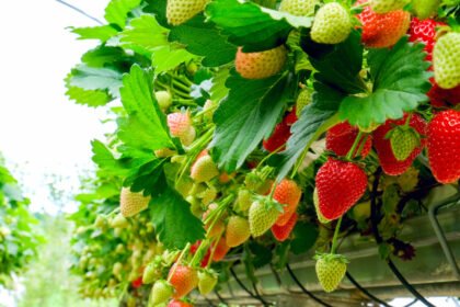 Hydroponic Strawberries