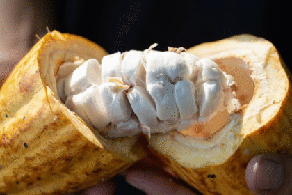 Raw cocoa butter