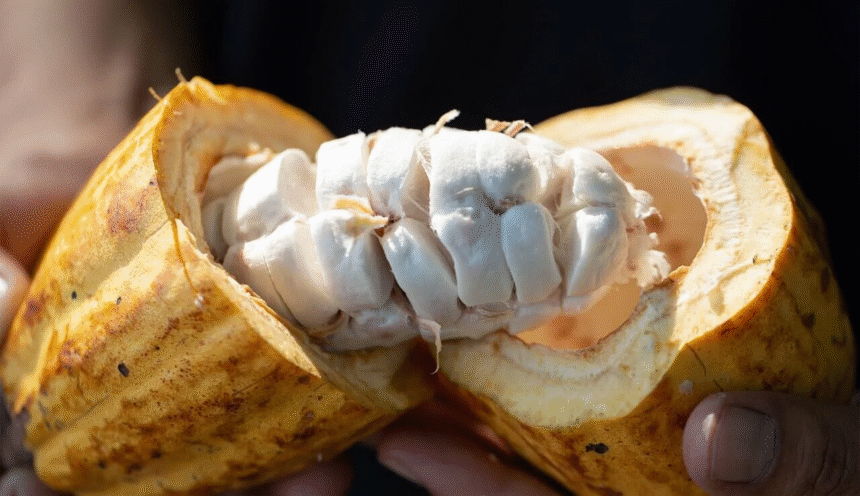 Raw cocoa butter
