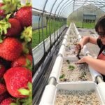 Strawberry Hydroponic System