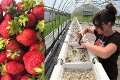 Strawberry Hydroponic System