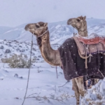 Saudi Arabia snowfall