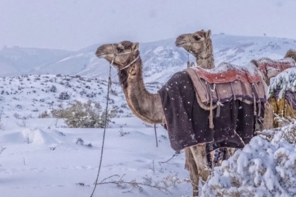 Saudi Arabia snowfall