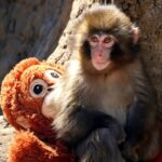 Punch Monkeys