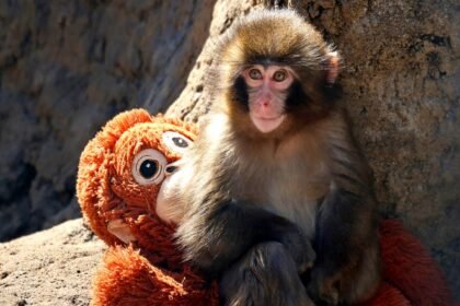 Punch Monkeys